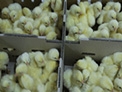 肉鸡产业鍒昏穬璧，未来有潜力的行业之一！