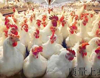 北京肉鸡饲养