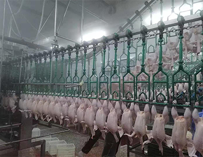 北京种鸡养殖