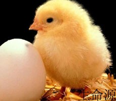肉鸡屠宰加工企业