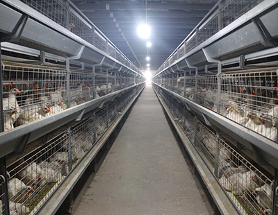 北京肉鸡养殖