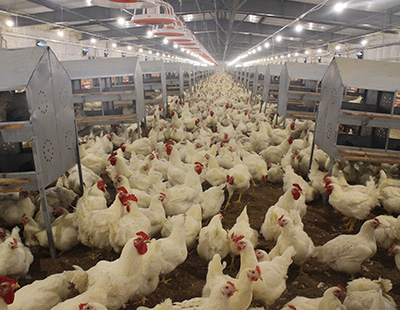 北京种鸡养殖